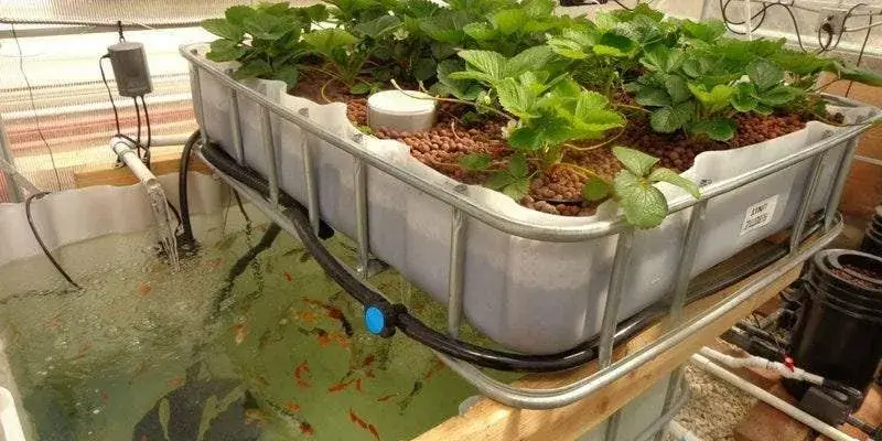 Aquaponic Systems of Farming - organic monk