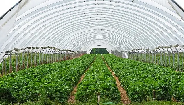 Greenhouse Farming