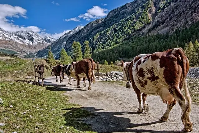 The Future of Livestock Farming - organic monk