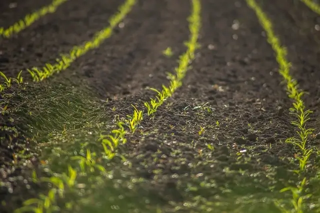 Organic Farming Techniques for Pest and Disease Control - organic monk